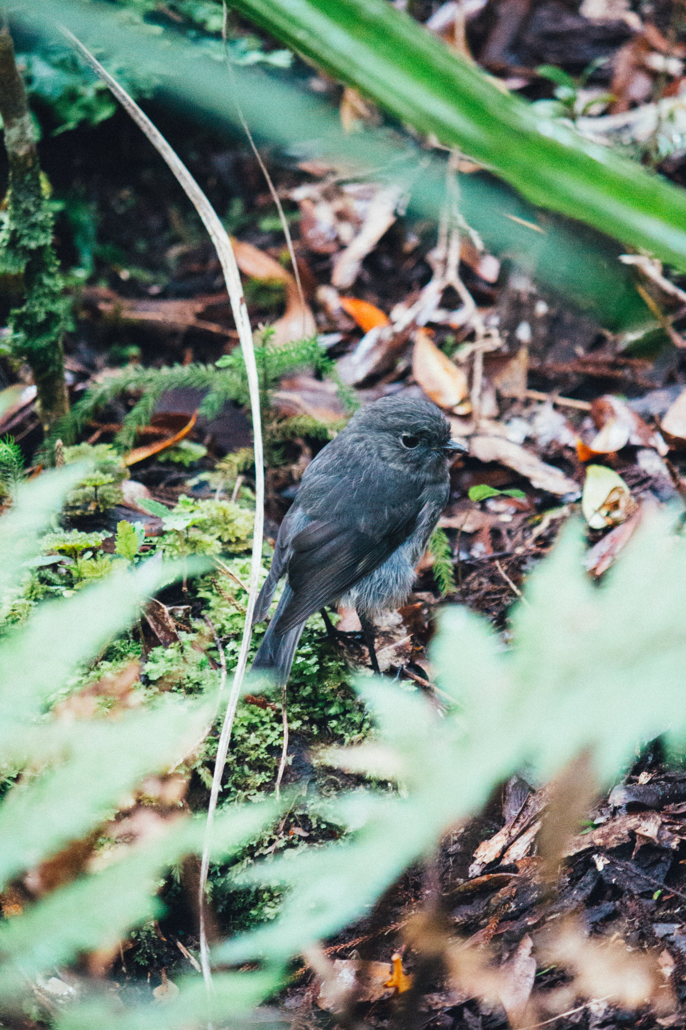 Young Birdwatchers Society